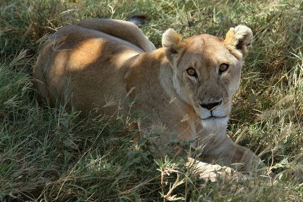 Leeuwen Het Serengeti Savannah — Stockfoto