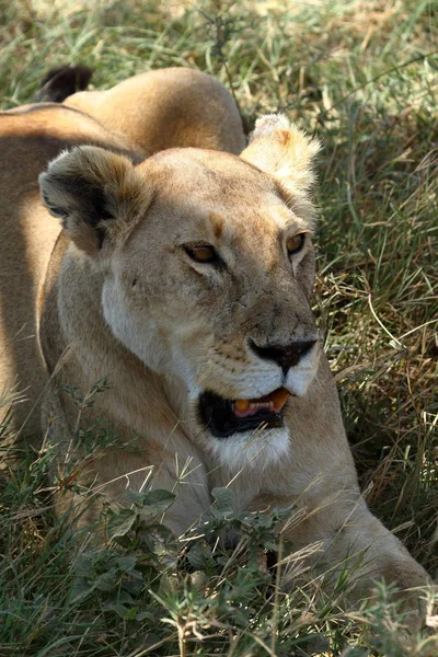 Serengeti Savannah Aslanlar — Stok fotoğraf