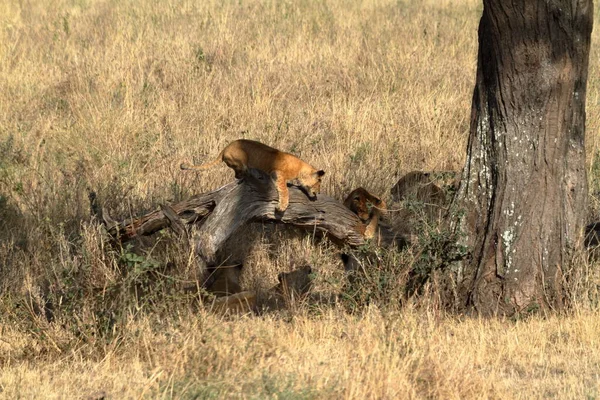 Leoni Nel Serengeti Savannah — Foto Stock