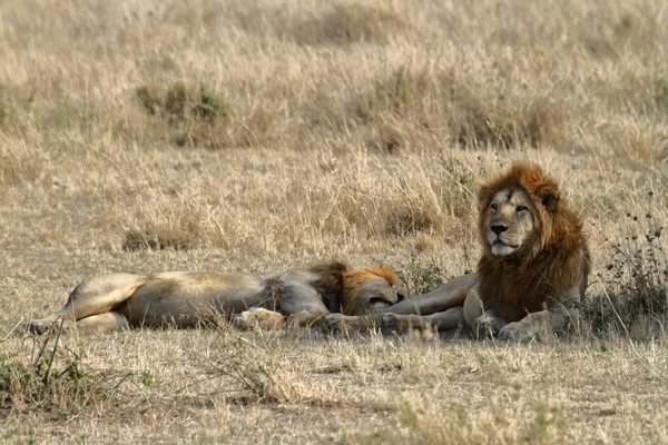 Leones Serengeti Savannah —  Fotos de Stock