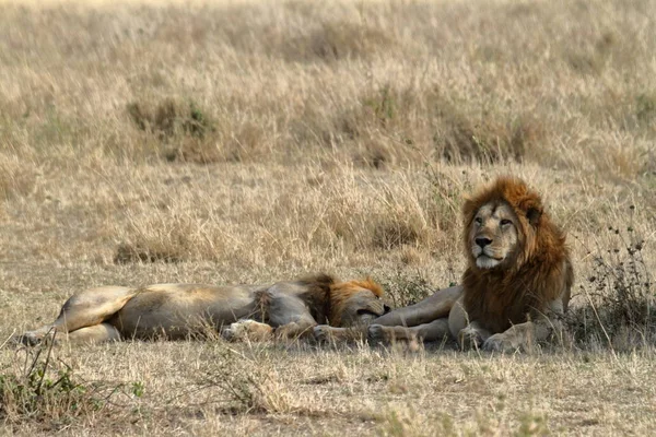 Löwen Der Serengeti Savanne — Stockfoto