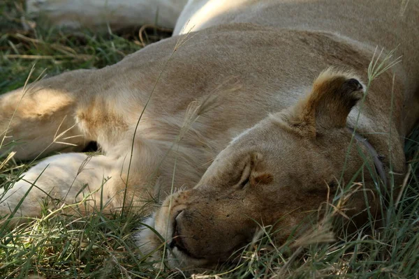 Serengeti Savannah Aslanlar — Stok fotoğraf