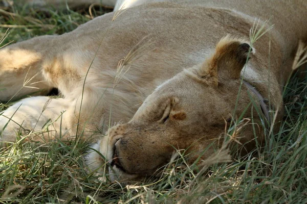 Lejon Serengeti Savannen — Stockfoto