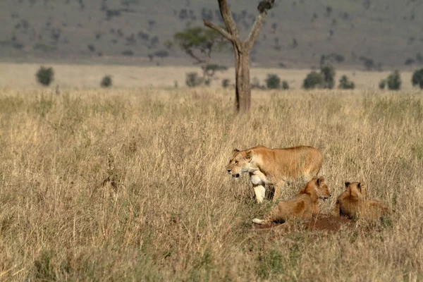 Leeuwen Het Serengeti Savannah — Stockfoto