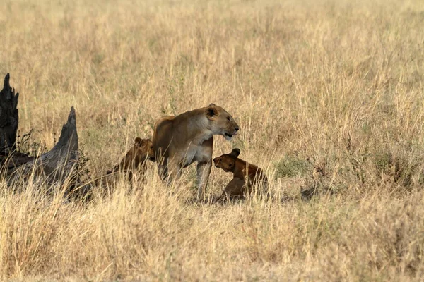 Lions Dans Savane Serengeti — Photo