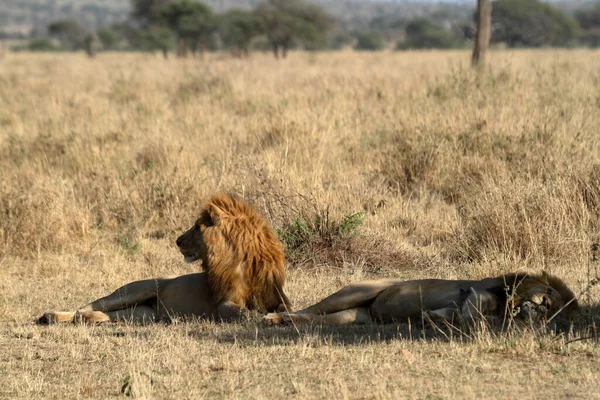 Serengeti Savannah Oroszlánok — Stock Fotó