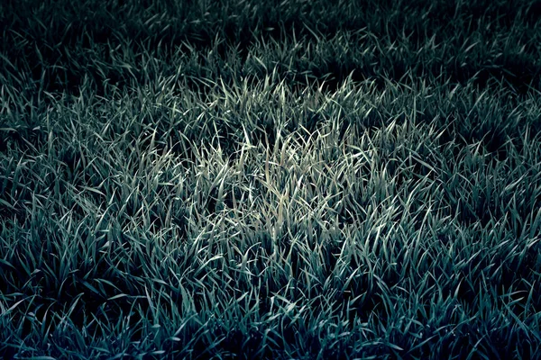 Трава Зеленое Поле Природа — стоковое фото