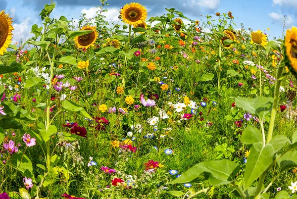 Vacker Sommar Bakgrund Färgglada Soliga Ängen Med Vilda Blommor — Stockfoto