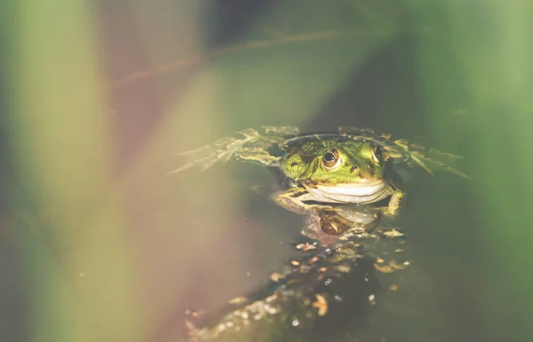 Żaba Naturalnym Środowisku Mały Staw Lesie — Zdjęcie stockowe