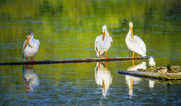 Пелікани Острів Scout Природи Центру Вільямс Озеро Британської Колумбії Канади — стокове фото