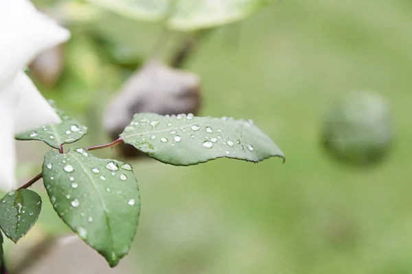 Мокрая Зелень Деталь Мокрой Капли Водяного Растения — стоковое фото