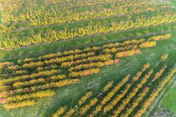 bird view of an orchard in autumn