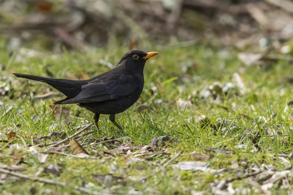 Blackbird Searching Fodder Ground — Stockfoto