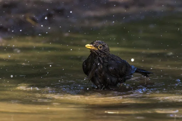 Merlo Sta Schizzando Piscina Acqua Fare Bagno — Foto Stock