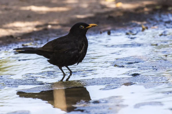 Pasăre Neagră Stropește Piscină Face Baie — Fotografie, imagine de stoc