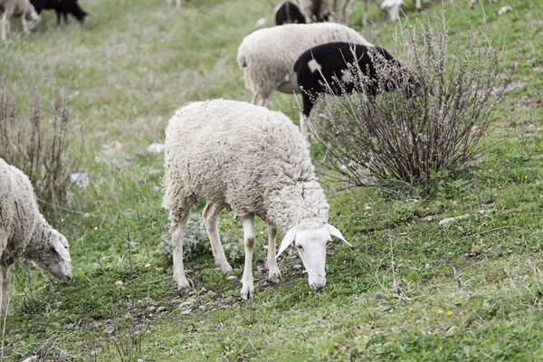 Rebanho Ovelhas Natureza Animais Alimentando Mamíferos Vida Selvagem — Fotografia de Stock
