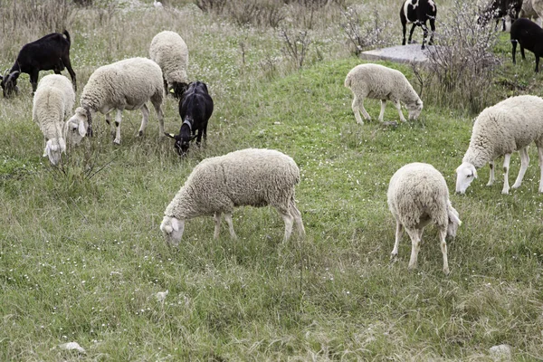 Schafherde Der Natur Tiere Durch Fütterung Von Säugetieren Wildtiere — Stockfoto