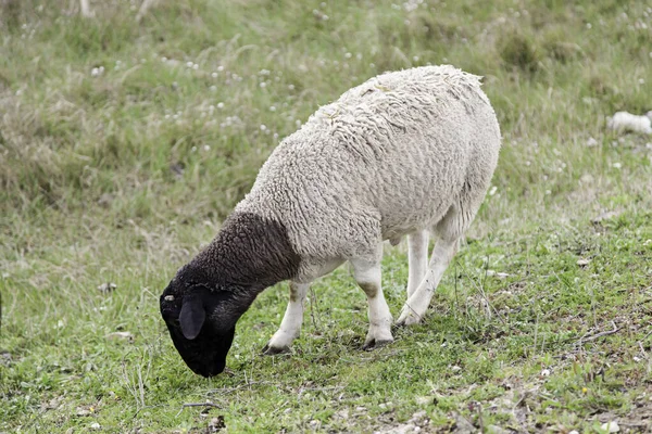 Stado Owiec Naturze Zwierzęta Przez Karmienie Ssaków Dzika Przyroda — Zdjęcie stockowe