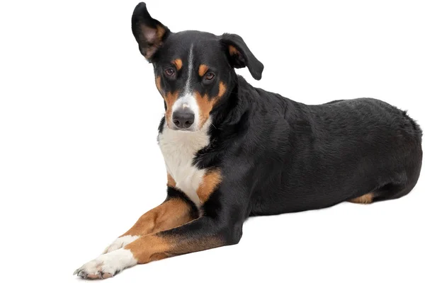 Appenzeller Sennenhund Auf Weißem Hintergrund — Stockfoto