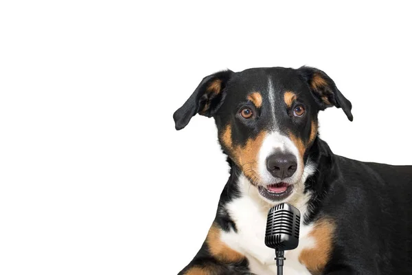 Собака Аппенцеллера Белом Фоне Поющая Микрофоном — стоковое фото