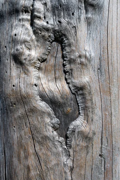 Абстрактная Деревянная Конструкция Поверхности Ствола Дерева Коры — стоковое фото