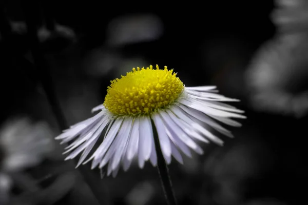 Închidere Floarea Mușețel Fundal Încețoșat Focalizând Pistoalele Floarea Florii Centrate — Fotografie, imagine de stoc