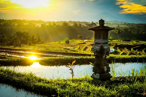 Východ Slunce Nad Terasová Pole Jatiluwih Rýže Bali — Stock fotografie