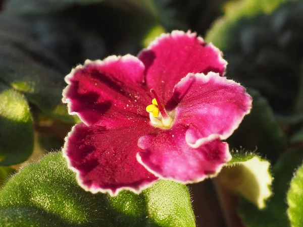 Flor Rosa Planta Saintpaulia Aka Violeta Africana — Foto de Stock