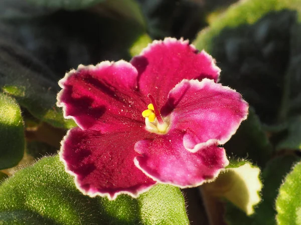 Flor Rosa Planta Saintpaulia Aka Violeta Africana — Foto de Stock