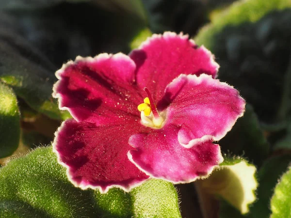 Flor Rosa Planta Saintpaulia Aka Violeta Africana — Foto de Stock