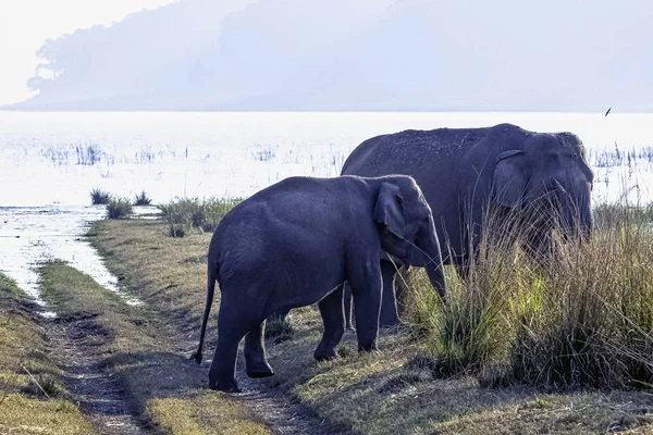 Indisk Elefantfamilj Elephas Maximus Indicus Med Ramganga Reservoir Bakgrunden Jim — Stockfoto