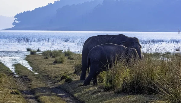 Rodzina Słoni Indyjskich Elephas Maximus Indicus Rezerwuarem Ramganga Tle Park — Zdjęcie stockowe