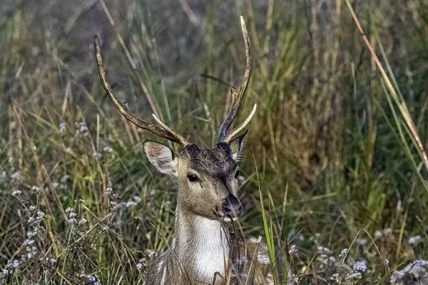 Portrait Jeune Mâle Chital Guépard Axe Axe Également Connu Sous — Photo