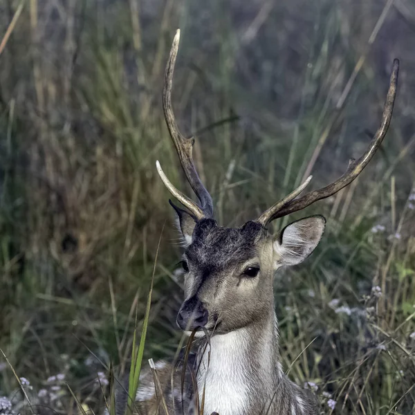 Porträt Eines Jungen Männlichen Chital Oder Geparden Axis Axis Auch — Stockfoto