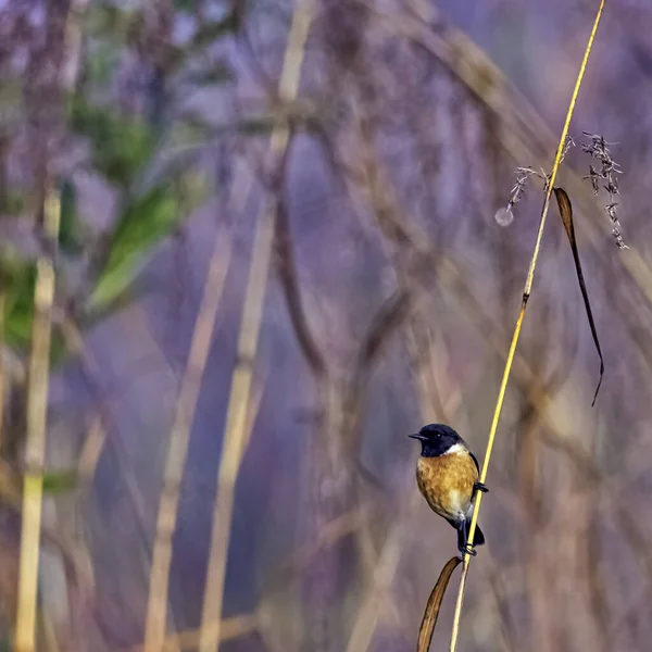 Apanhador Moscas Azul Garganta Azul Cyornis Rubeculoides Parque Nacional Jim — Fotografia de Stock