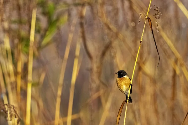 Μπλε Throated Μπλε Flycatcher Cyornis Rubeculoides Στο Εθνικό Πάρκο Του — Φωτογραφία Αρχείου