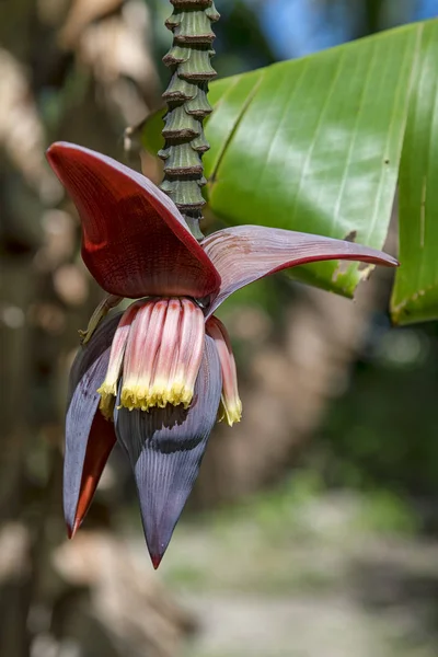 banana (musa ensete),perennial with flowering,maupiti,society islands,french polynesia.