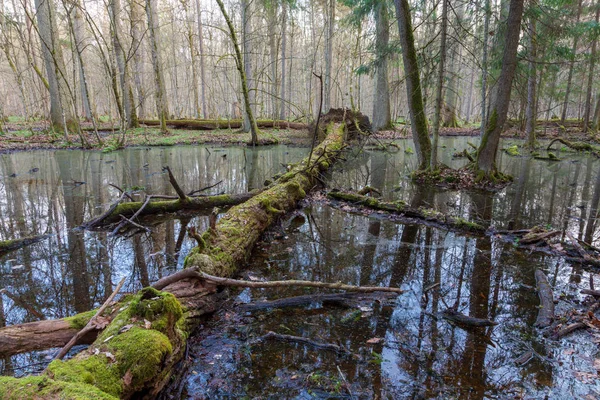 Lente Natte Gemengde Bos Met Stilstaand Water Dode Bomen Gedeeltelijk — Stockfoto