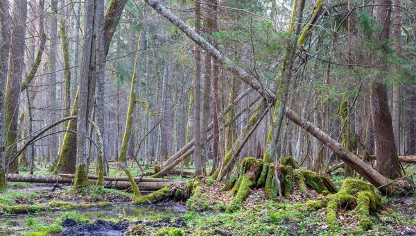 Bahar Manzara Eski Orman Sabah Bialowieza Orman Polonya Avrupa Nın — Stok fotoğraf