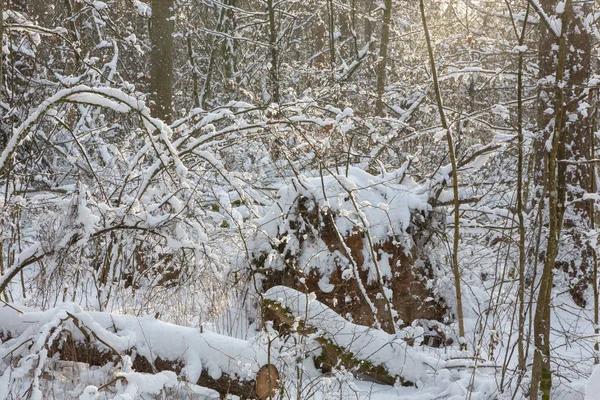 Téli Reggel Csak Havazás Után Erdei Bialowieza Lengyelország Európa — Stock Fotó