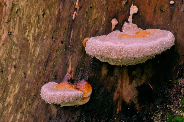 Bialowieza森林 秋天的幼体多孔真菌 — 图库照片