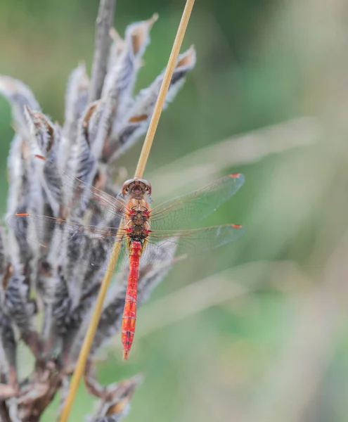 Gros Plan Une Libellule Sur Une Feuille — Photo