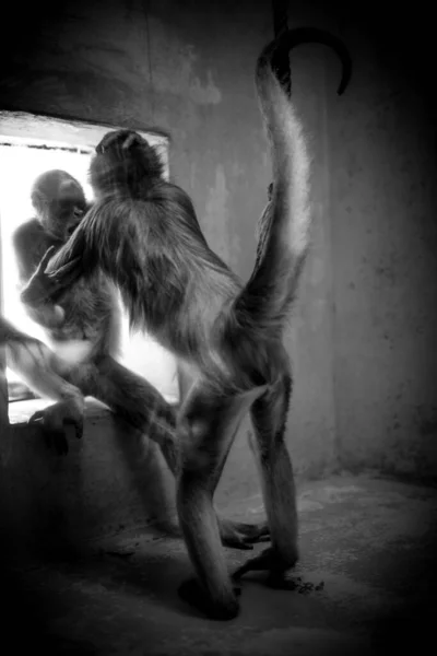 Kampf Gegen Affen Käfig — Stockfoto