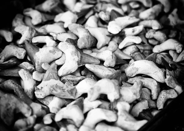 Shark teeth, teeth detail of a shark, wild marine animal