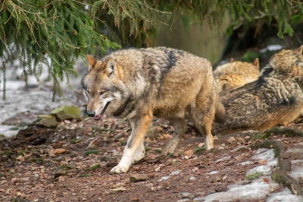 Loups Dans Zoo Automne Hiver — Photo