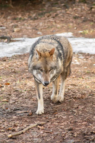 Lobos Zoológico Otoño Invierno —  Fotos de Stock