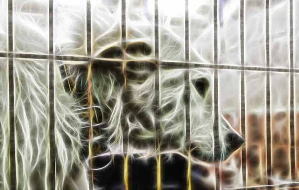Ausgesetzte Und Eingesperrte Hunde Details Von Straßentieren Tierquälerei — Stockfoto