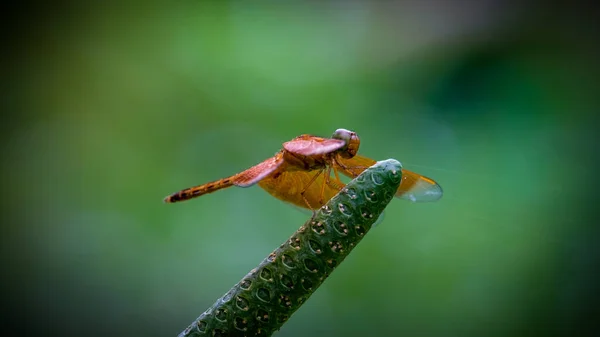 Muška Vážka Hmyz Odonata Fauna — Stock fotografie