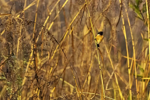 Perlisty Niebieski Niebieski Muchołówka Cyornis Rubeculoides Regionie Jim Corbett National — Zdjęcie stockowe