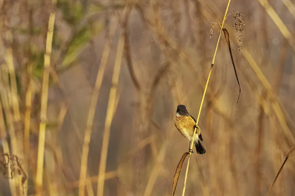 Mavi Boğazlı Mavi Sinekkapan Cyornis Rubeculoides Jim Corbett Milli Parkı — Stok fotoğraf